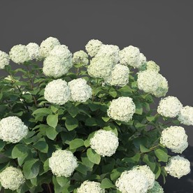 3DMAX模型乔木绣球树木灌木