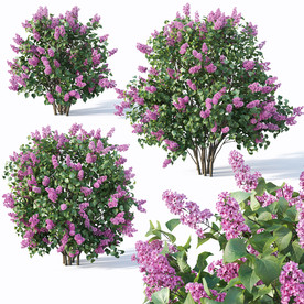3DMAX模型叶子花树木灌木