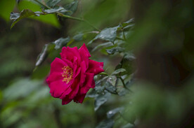 月季花