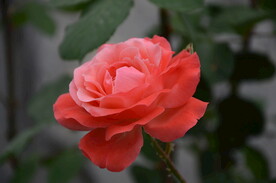 月季花