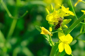 采蜜蜜蜂和油菜花