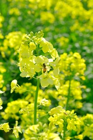 油菜花中有蜜蜂