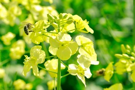 蜜蜂油菜花