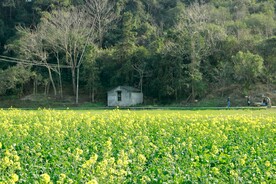 油菜花和小房子