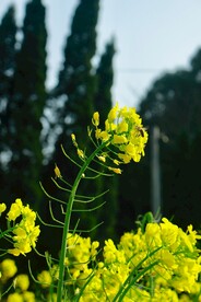 油菜花特写4
