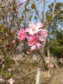 海棠花