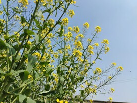 油菜花