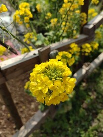 油菜花