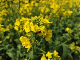 油菜花