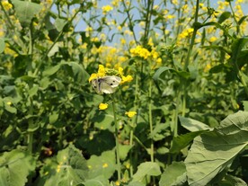 油菜花