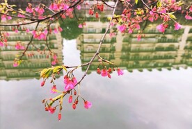 樱花
