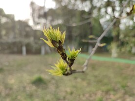 芽