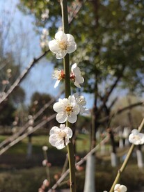 梅花