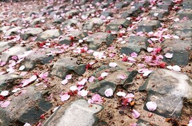 落花