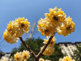结香花