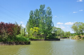 某公园小岛植物林冠线景观