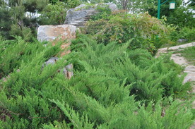 园林花灌木沙地柏