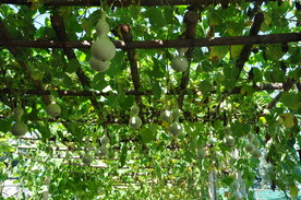 北京某开心农场葫芦架