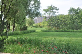 植物造景之草坪景观