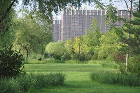 某公园林中开阔草坪