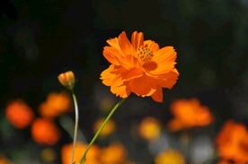 园林花卉特写之硫华菊