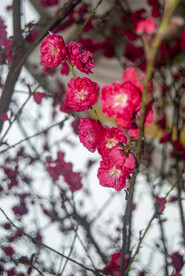 其它花卉