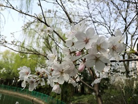 樱花