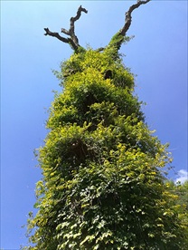 滕缠树