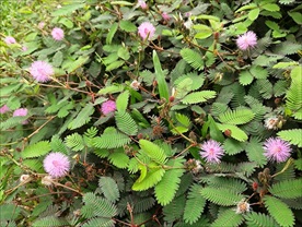 含羞草