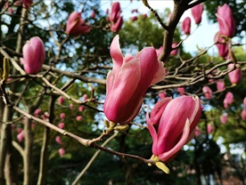 玉兰花