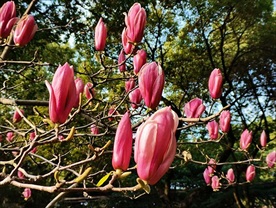 玉兰花