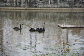 戏水黑天鹅