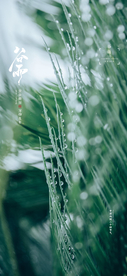 谷雨节气海报