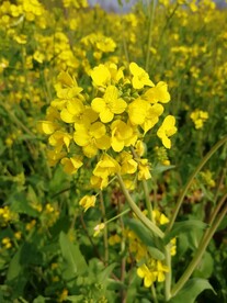 油菜花