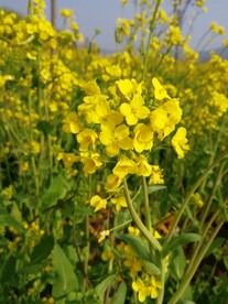 油菜花