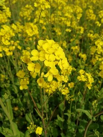 油菜花