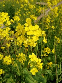 油菜花特写