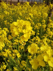 油菜花