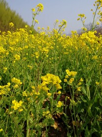 油菜花