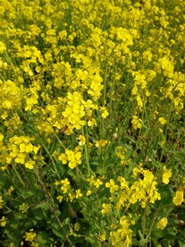 油菜花