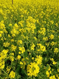 油菜花