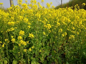 油菜花