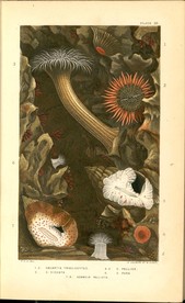 海洋贝壳海螺海星八爪鱼