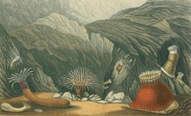海洋贝壳海螺海星八爪鱼