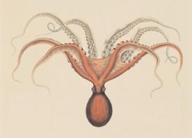 海洋贝壳海螺海星八爪鱼
