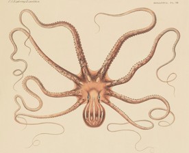 海洋贝壳海螺海星八爪鱼