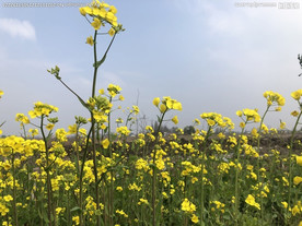 春天里的油菜花儿