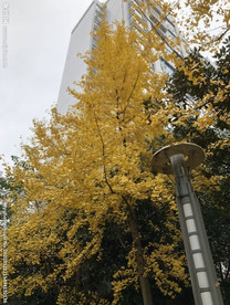 晚秋金黄色的银杏树