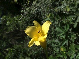 黄花菜
