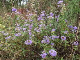 兰香草花丛
